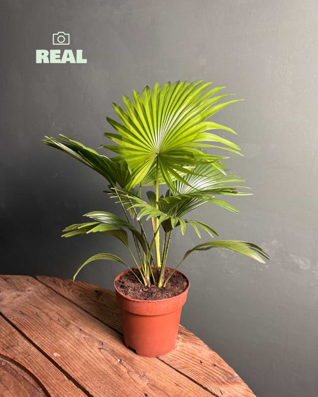 Livistona Rotundifolia – Palmera Abanico L - Pur Plant