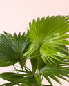 Livistona Rotundifolia – Palmera Abanico L - Pur Plant
