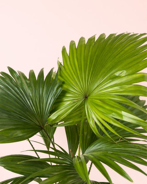 Livistona Rotundifolia – Palmera Abanico L - Pur Plant