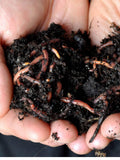 Minhocas Vermelhas da Califórnia para Compostagem