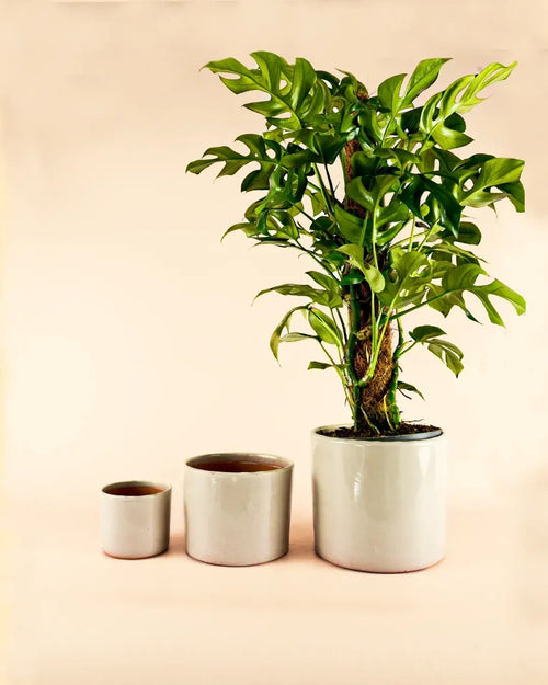 Maceta Arena L – 19 cm - Pur Plant