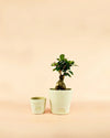 Maceta Artesanal Blanca – 15 cm - Pur Plant