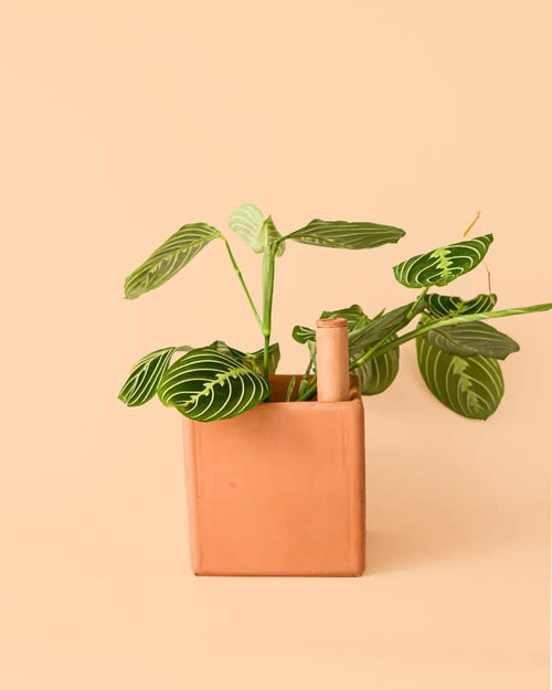 Maceta Autorriego Cuadrada Terracota - Pur Plant