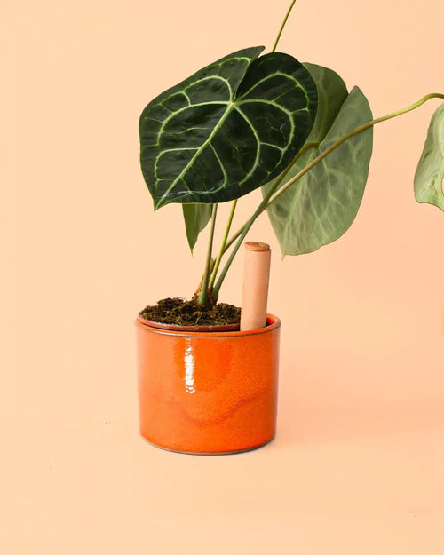 Maceta Autorriego Naranja - Pur Plant