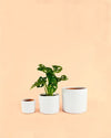 Maceta Blanca M – 15 cm - Pur Plant