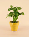 Maceta Clasic Amarillo – 15 cm - Pur Plant