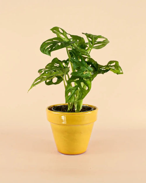 Maceta Clasic Amarillo – 15 cm - Pur Plant
