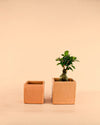 Maceta Cuadrada Terracota – 14cm - Pur Plant