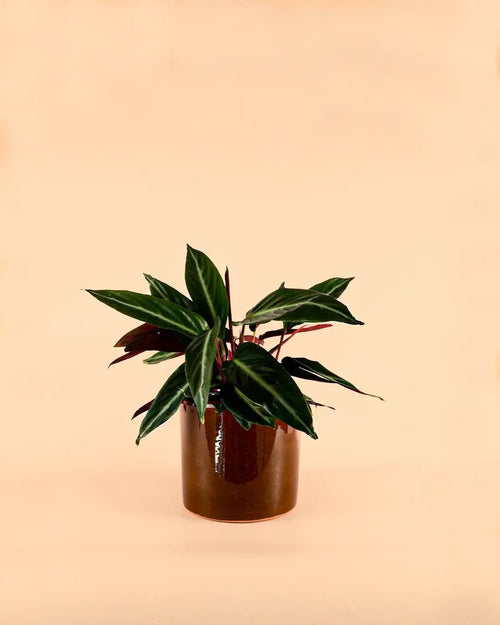 Maceta Marrón L – 19 cm - Pur Plant