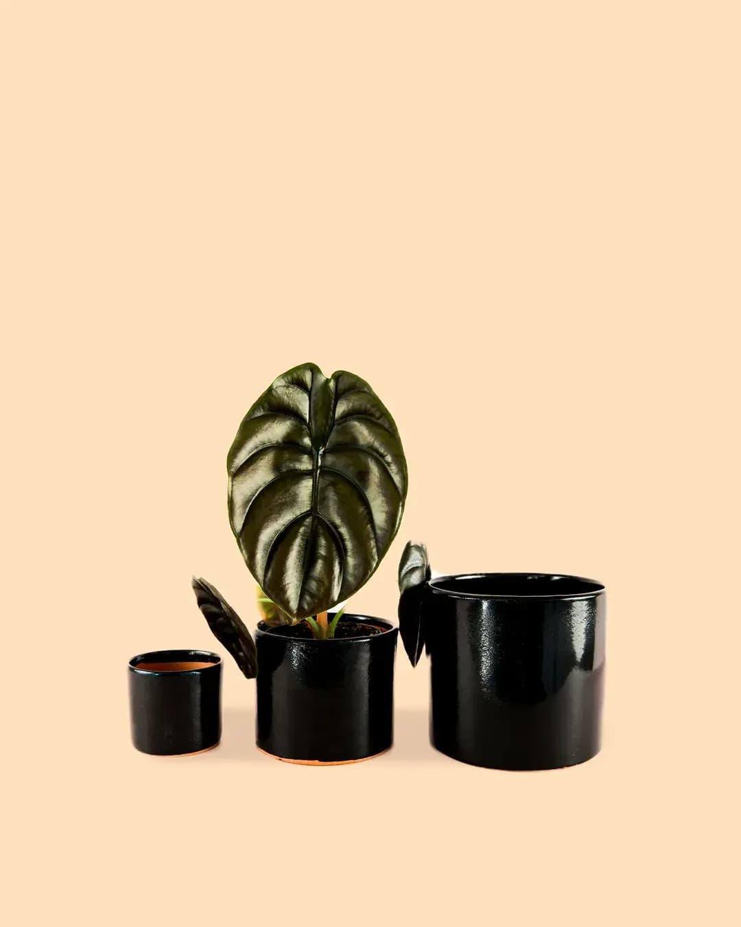 Maceta Negra M – 15 cm - Pur Plant