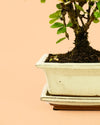 Maceta para Bonsái – Blanca - Pur Plant