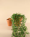 Maceta Pared Terracota L – 18 cm - Pur Plant