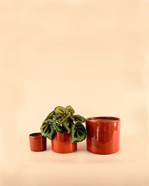 Maceta Roja M – 15 cm - Pur Plant