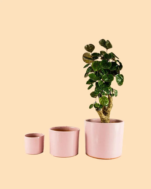 Maceta Rosa L – 19 cm - Pur Plant