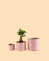 Maceta Rosa M – 15 cm - Pur Plant