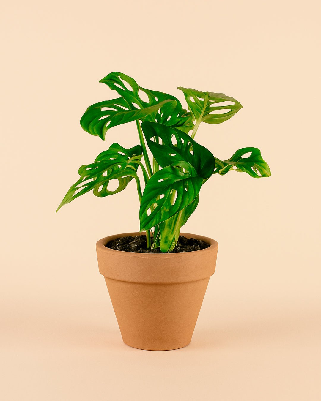 Maceta terracota Clasic M – 15 cm - Pur Plant