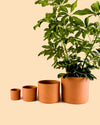 Maceta Terracota L – 17 cm - Pur Plant