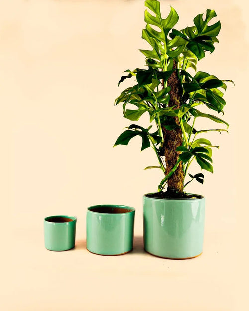 Maceta Turquesa L – 19 cm - Pur Plant