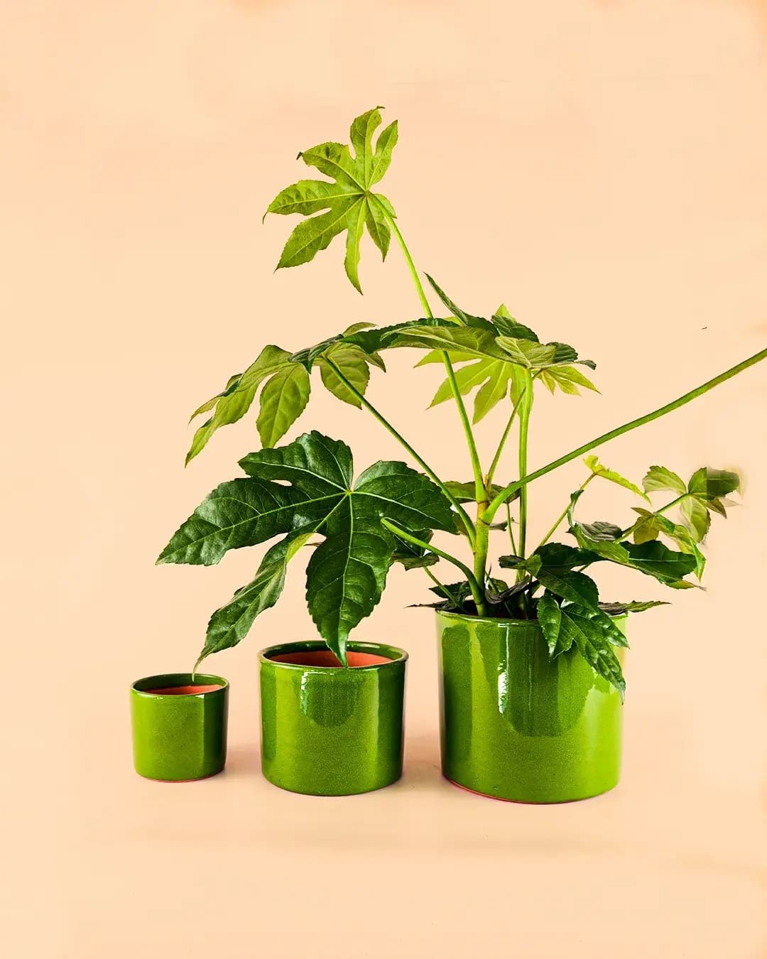 Maceta Verde L – 19 cm - Pur Plant