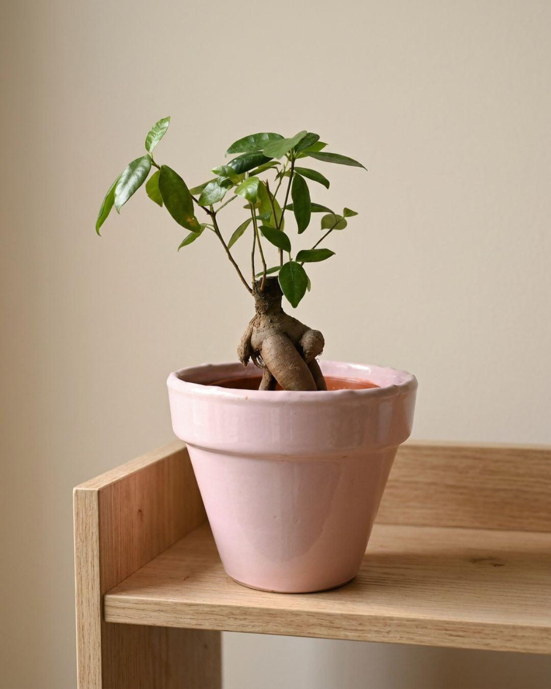 Maceta Clasic Rosa – 15 cm