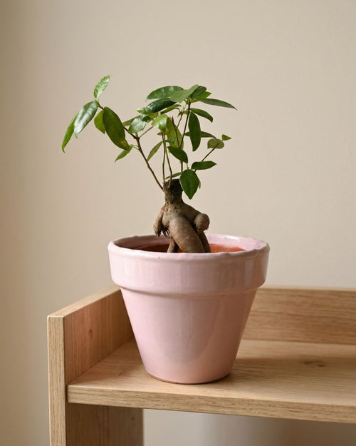 Maceta Clasic Rosa – 15 cm