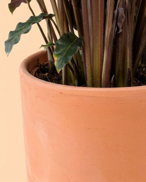 Vaso Terracota G – 17 cm