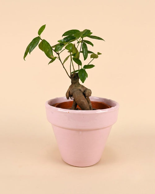 Maceta Clasic Rosa – 15 cm