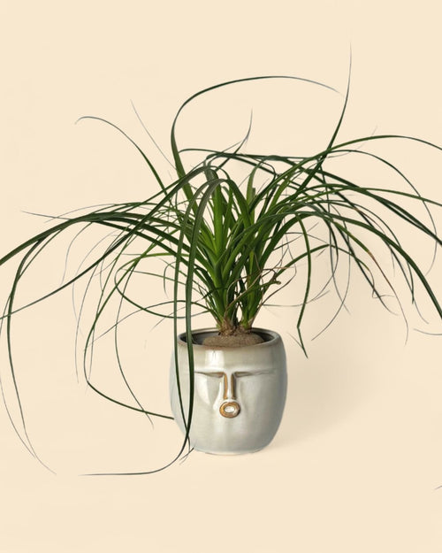 Mao – Maceta Cerámica Gris S – 9 cm - Pur Plant