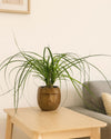 Mao – Maceta Cerámica Marrón S – 9 cm - Pur Plant
