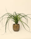 Mao – Maceta Cerámica Marrón S – 9 cm - Pur Plant