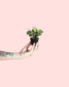 Maranta Amabilis Mint Mini - Pur Plant