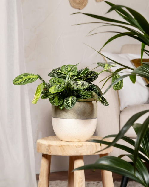Maranta Lemon Lime M - Pur Plant