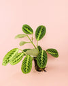 Maranta Lemon Lime M - Pur Plant