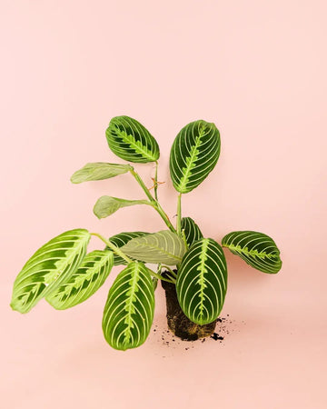 Maranta-lima