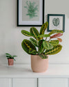 maranta-leuconeura-en-maceta-salon_2