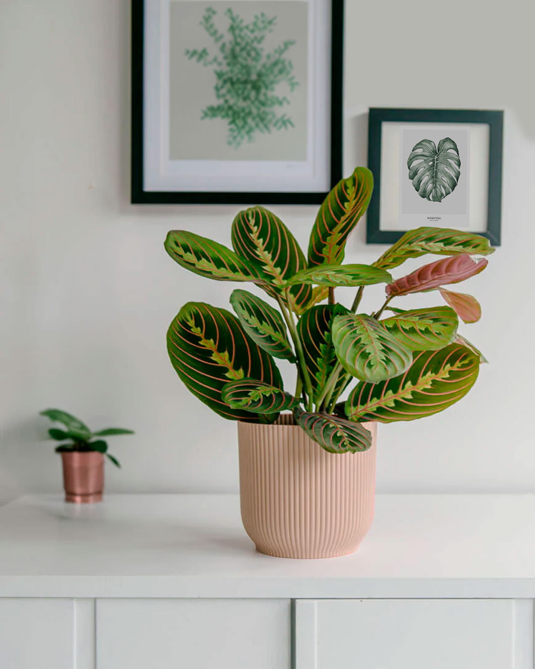 maranta-leuconeura-en-maceta-salon_2