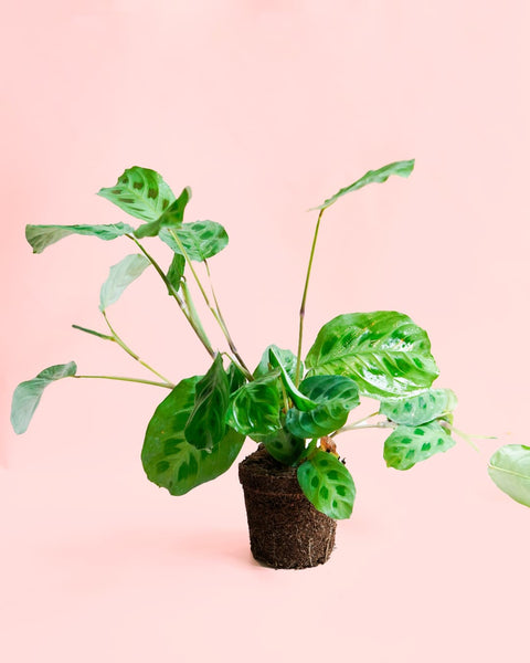 Maranta Leuconeura Kerchoveana M