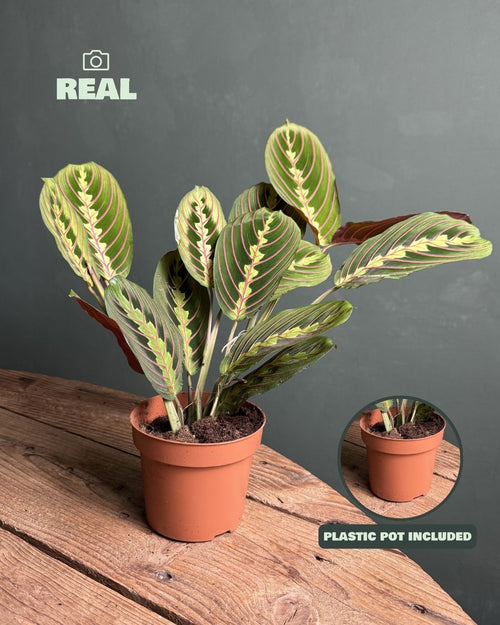 Maranta Leuconeura M - Pur Plant