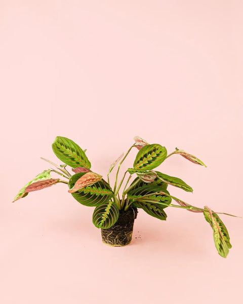 Maranta Leuconeura M