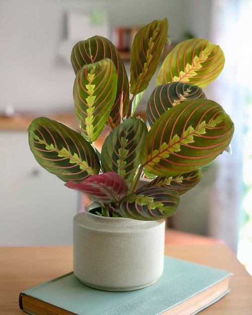 Maranta Leuconeura M - Pur Plant