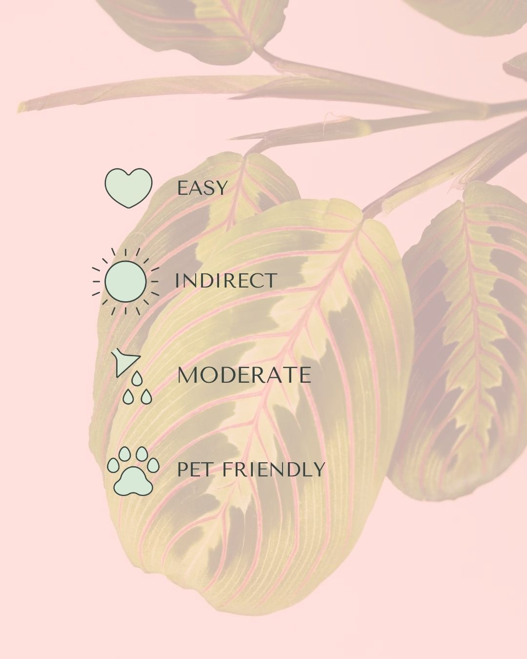 maranta-leuconeura-m-care
