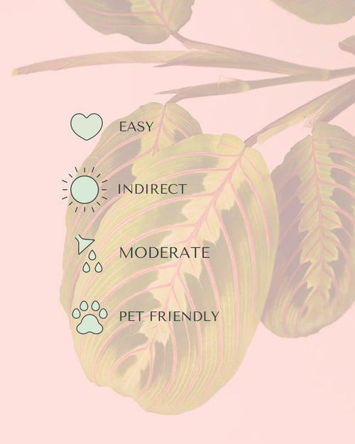 maranta-leuconeura-m-care