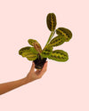 Maranta Leuconeura Mini - Pur Plant