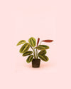 Maranta Leuconeura Mini - Pur Plant