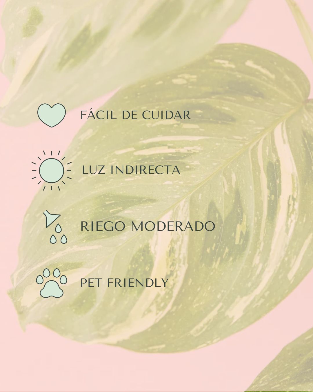 Maranta Variegada M - Pur Plant