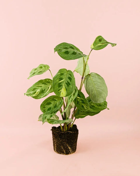 Maranta Variegada M