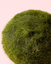 Marimo Ball – Mini Bola de Musgo Viva 4 - 5 cm - Pur Plant