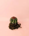 Melocactus Bahiensis M - Pur Plant