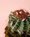 Melocactus Bahiensis M - Pur Plant
