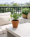 Mimosa Púdica – Planta Sensitiva Mini - Pur Plant